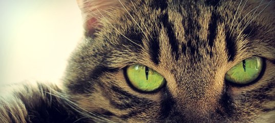 Адам Дарский Исповедь Еретика На Русском Купить В Москве