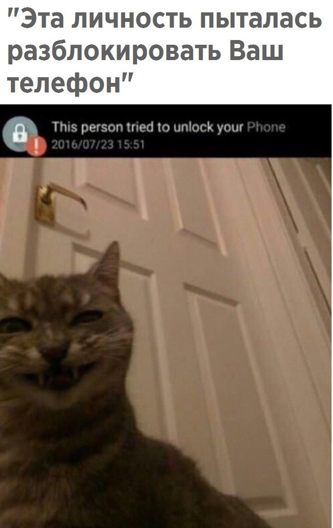 Кошки в нашей жизни. Кошки и все, что с ними связано.