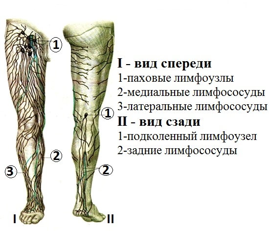 Где Находится Внутренняя Часть Бедра Фото