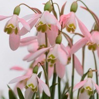 Ekaterina Shastlivaya