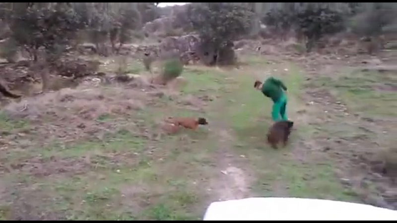 мужик убигает от кабана
