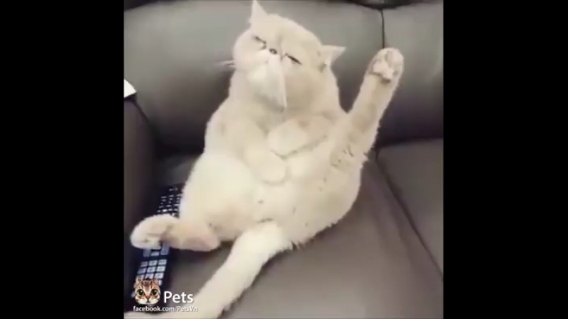 Котэ певец 👨🏼🎤