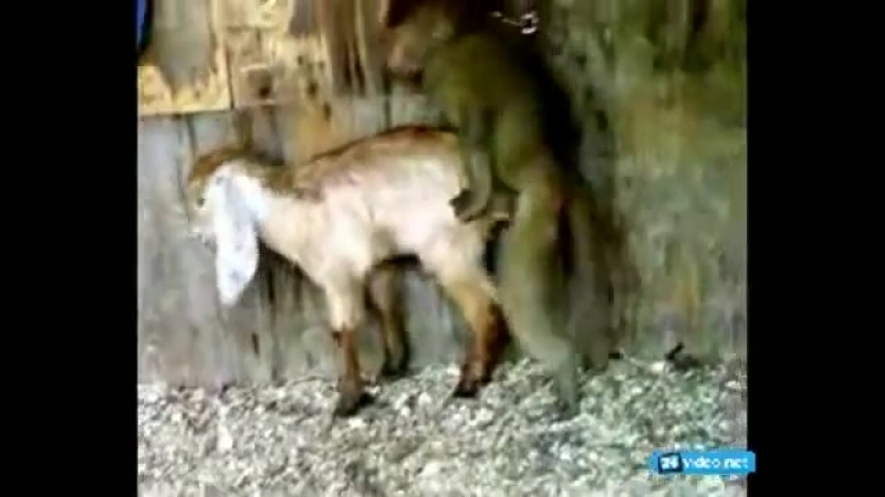 Ебут Овец ебут овец