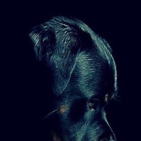 Николай Волков