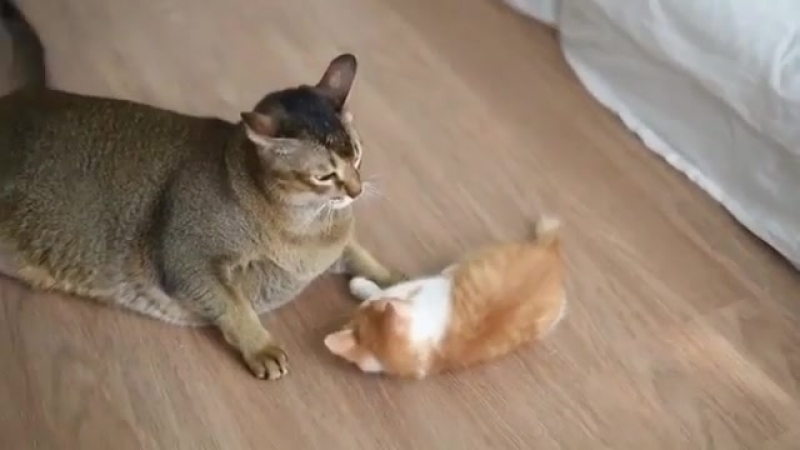 Ушел от проблем под одеяло.