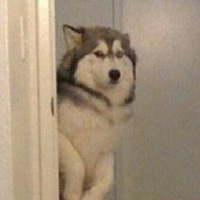 Айсултан Кали