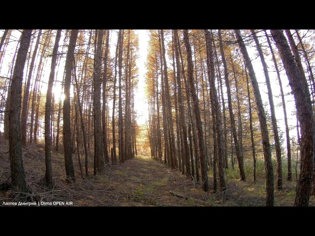 006. Пышное природы увяданье