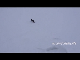Наглый товарищ.