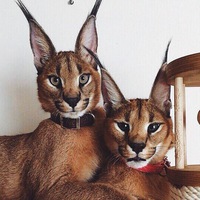 Дарья Цуркан