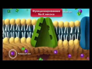 Работа Петокана. Натрий калиевый насос