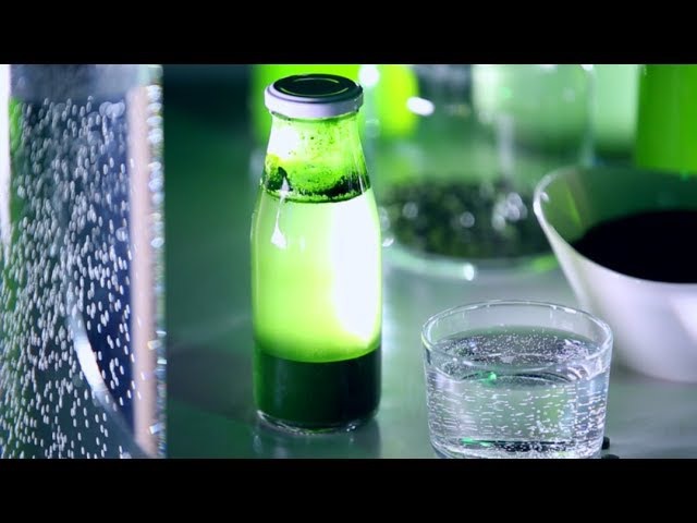 Чем полезна живая хлорелла
