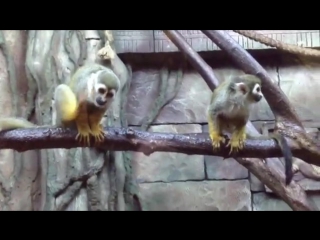 Обезьяна. Обыкновенная беличья обезьяна. Squirrel monkeys