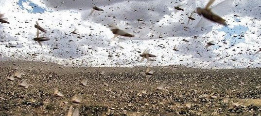 Должностная Инструкция Начальника Убойного Цеха