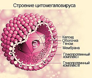 Цитомегаловирусная инфекция - широко распространённое вирусное заболевание с полиморфными клиническими проявлениями, выраженность которых зависит от иммунного статуса больного. 