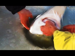 БЕЛУГА ЕЛЕ ПРОЛЕЗЛА В ЛУНКУ НА ЗИМНЕЙ РЫБАЛКЕ 2017 2018 ОЧЕНЬ КРУПНАЯ БЕЛУГА МОНСТР СО ЛЬДА Перволедье лёд РЫБАЛКА ЗИМНЯЯ Первый лед 2017-2018 разведка Рыбалка на льду Подлёдная КАК ПОЙМАТЬ ОЧЕНЬ КРУПНУЮ ХИЩНУЮ РЫБУ ЗИМОЙ Рыбалка на жерлицы Ловля щуки зим
