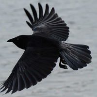 Дамиан Нижегородцев