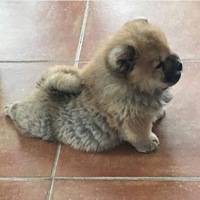 Ксения Пастухова