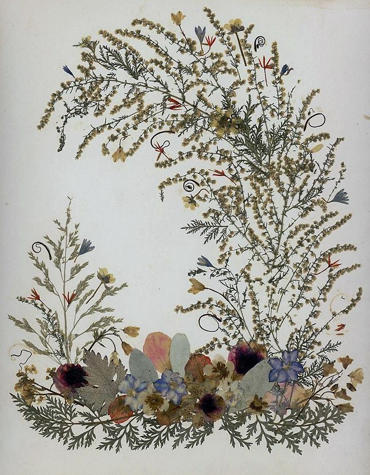 Картина гербарий своими руками