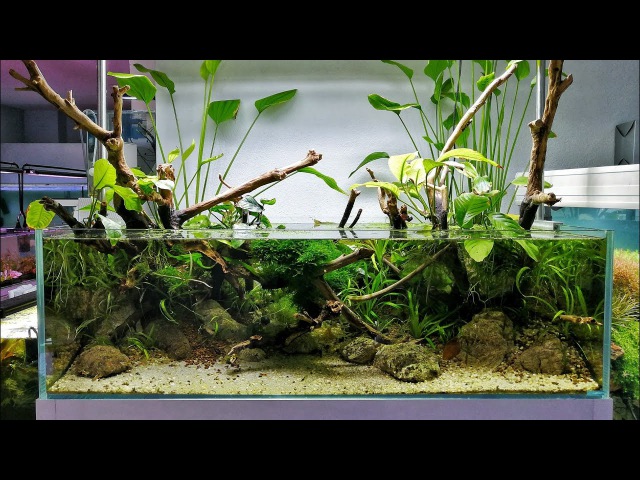Paludarium