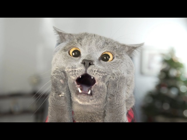 СМЕШНЫЕ КОТЫ И ДРУГИЕ ЖИВОТНЫЕ 2018