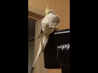 VID_20180311_201352.mp4