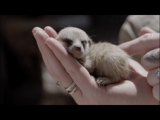 Cutest Baby Meerkat video ever!
