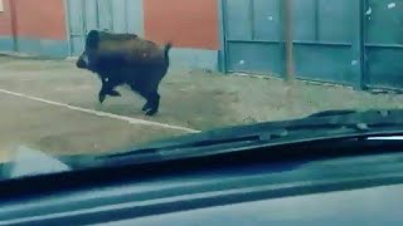 Х1ар Ед Х1акх гой шун 😂 😂😂