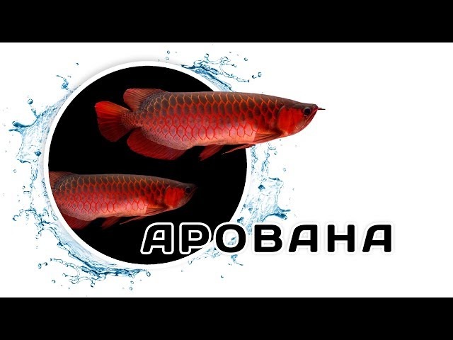 Арована – Рыба-дракон
