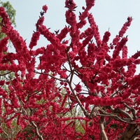 Ирина Баскакова