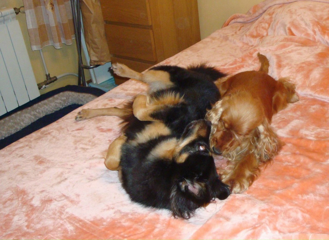 Кошки в нашей жизни. Кошки и все, что с ними связано.