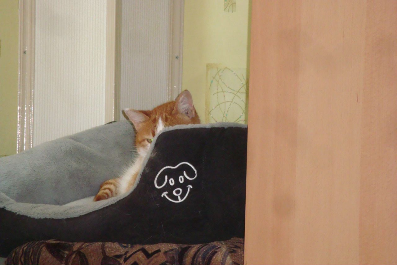 Кошки в нашей жизни. Кошки и все, что с ними связано.