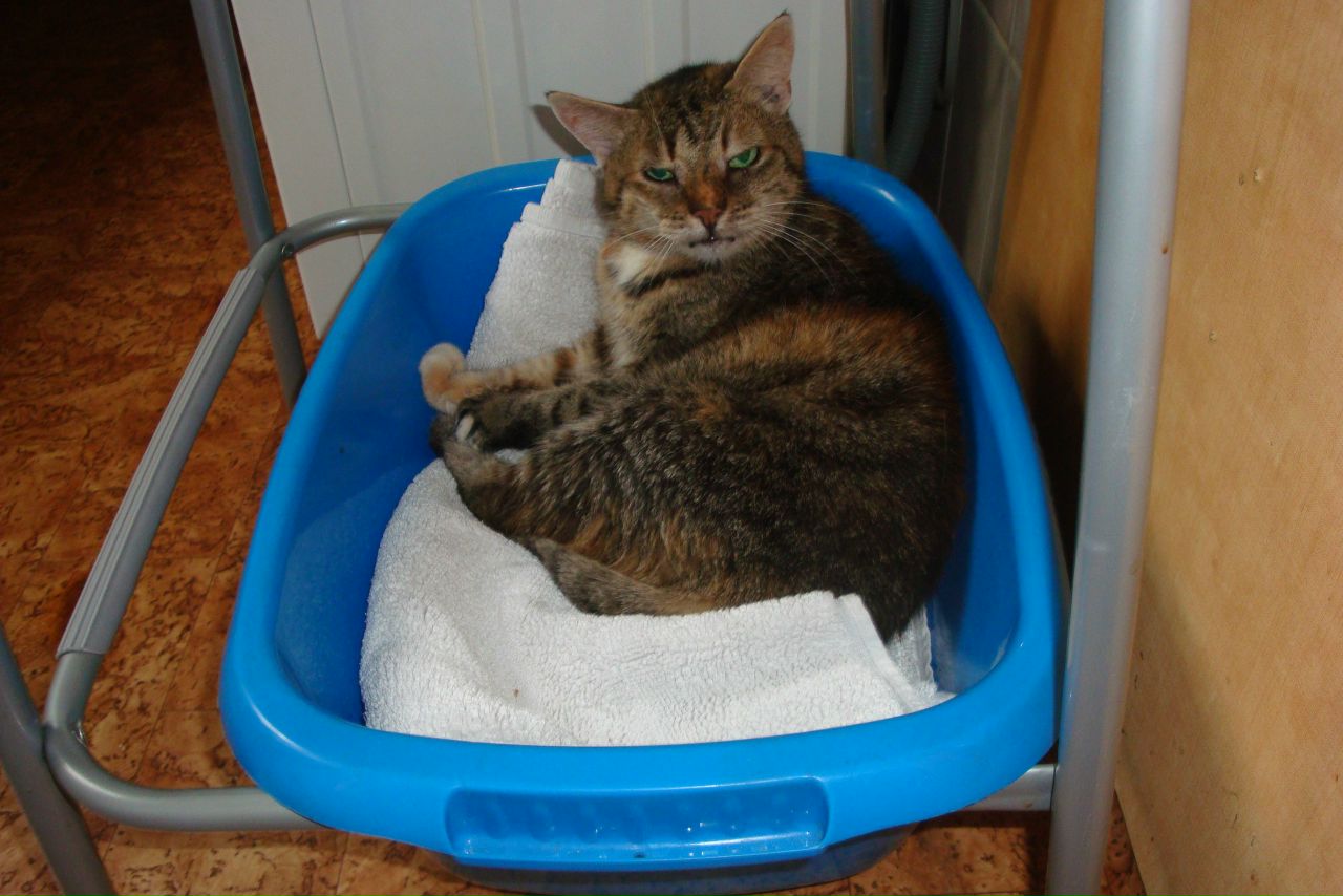 Кошки в нашей жизни. Кошки и все, что с ними связано.