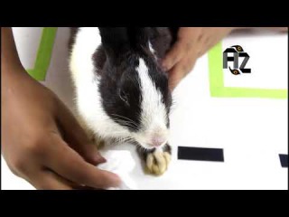 Rabbit-Funny Cute Bunny Videos Compilation with a cute boy|our Cutest Baby Bunny Rabbit|animals zon