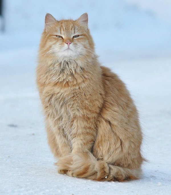 кот
