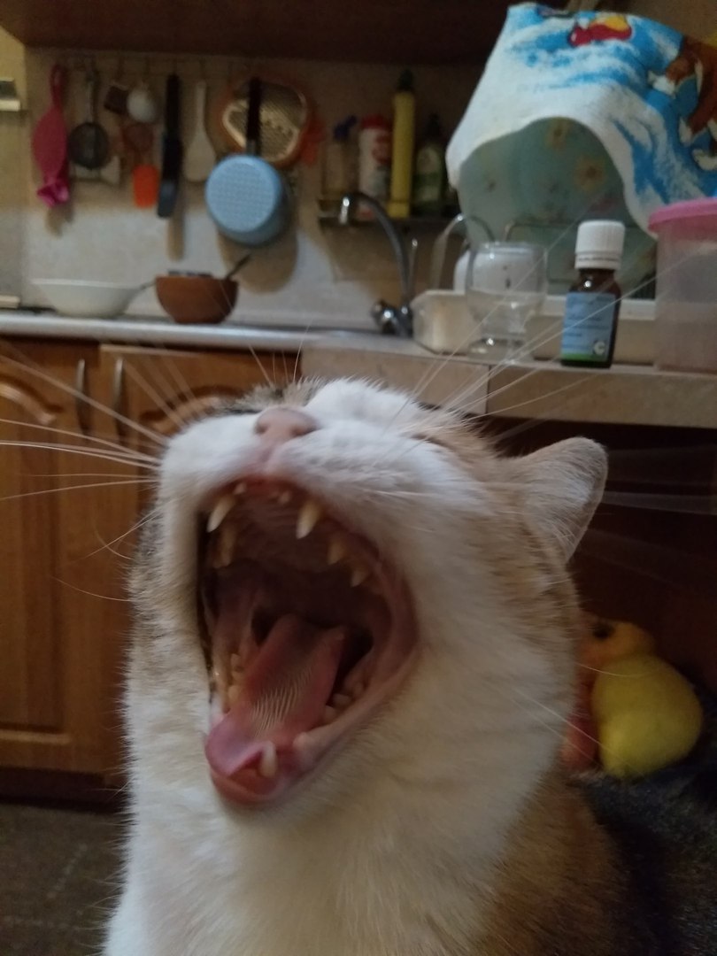 Кошки в нашей жизни. Кошки и все, что с ними связано.