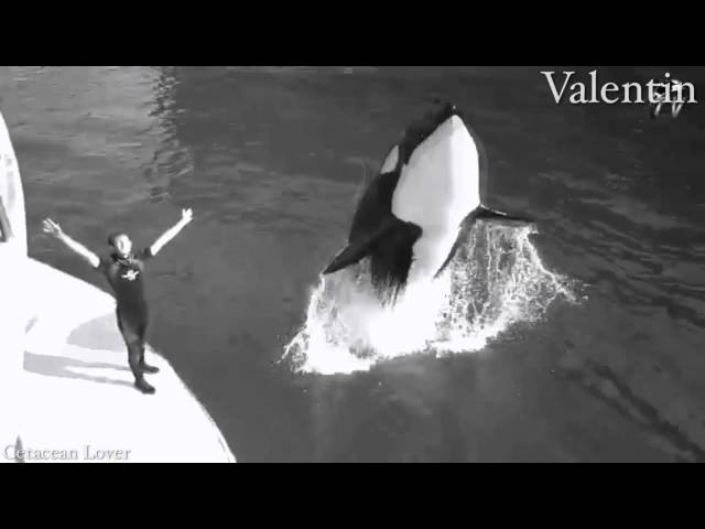 Already Gone - Deceased Orca Mep
