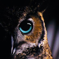 Вовчик Лапшов