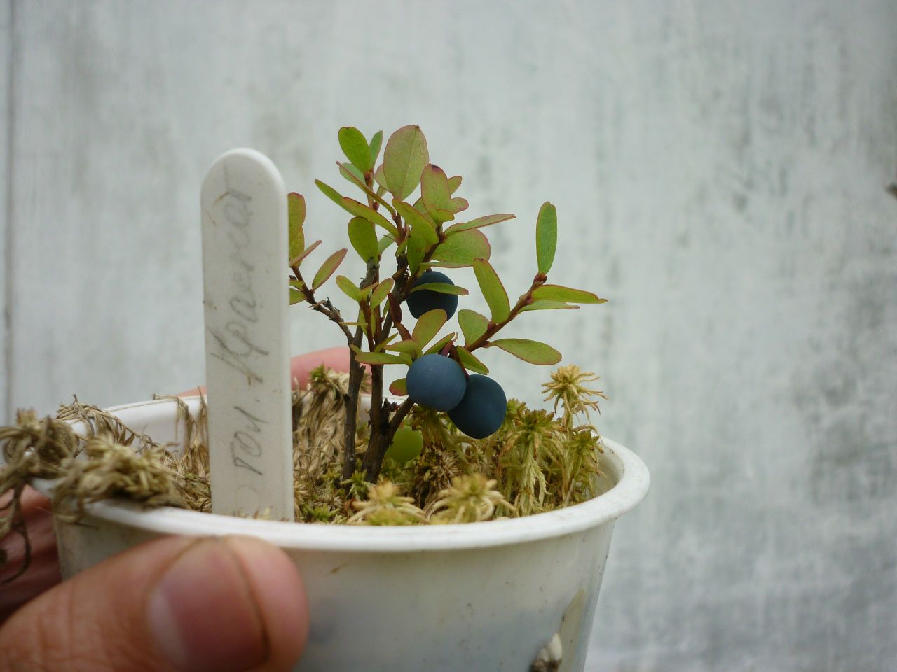 Голубика дома в горшке выращивание на подоконнике