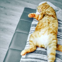 Владислава Марценкевич