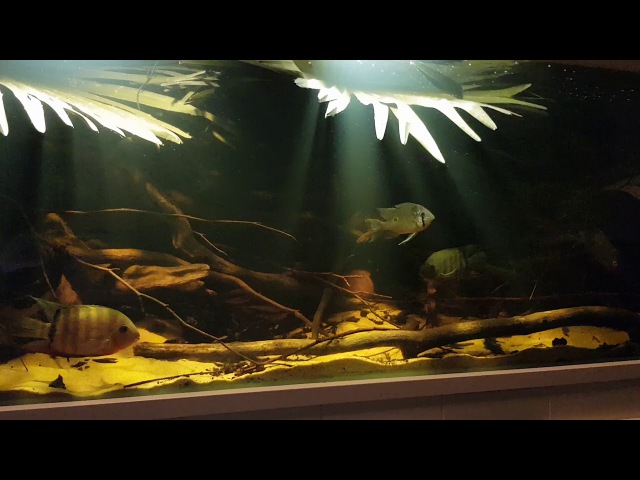 Rio Inirida B1 Biotope Aquarium