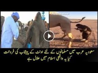 The Labour drinking camel pee as a water for boss in Saudi arab عرب بدوؤں نے جنسی طات کے لئے اون