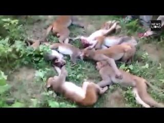 Twelve monkeys die from heart attacks after they were scared by a tiger in Indian forest