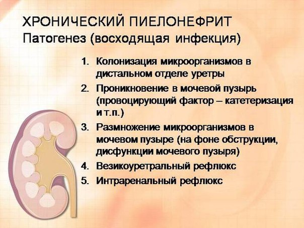 Питание при хроническом пиелонефрите Питание при хроническом пиелонефрите