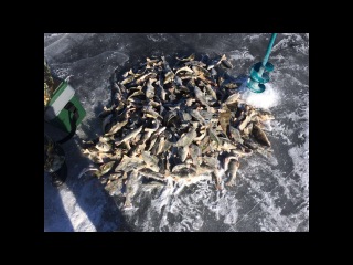 Первый лёд.Бешеный клёв окуня. Зимняя рыбалка на балансир.Strong biting on winter fishing