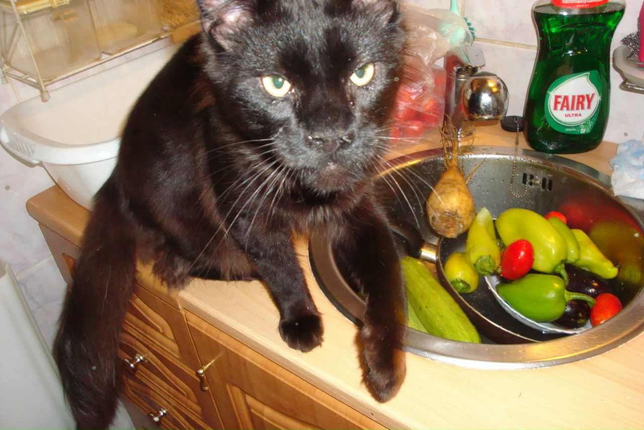 Кошки в нашей жизни. Кошки и все, что с ними связано.