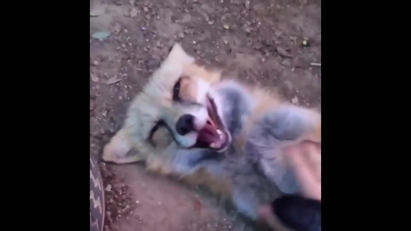 Fox gets tickled...