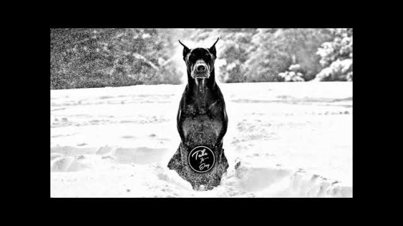ZHU - JET, THE DOBERMAN