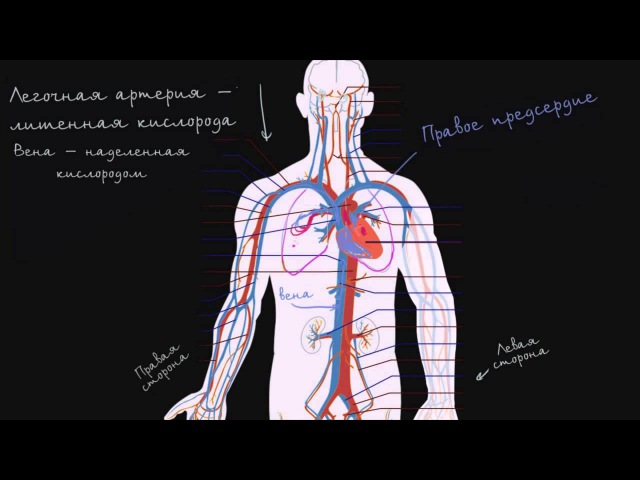Система кровообращения и сердце