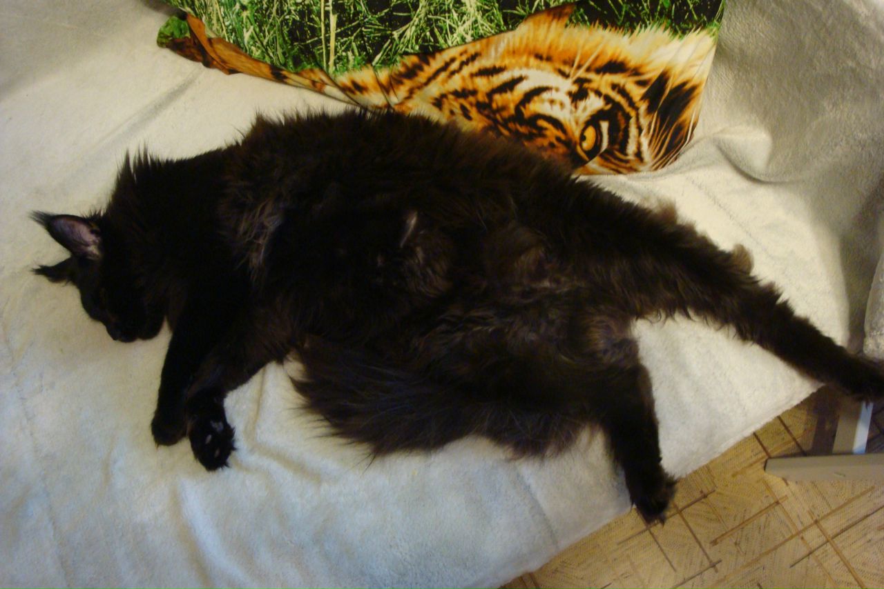 Кошки в нашей жизни. Кошки и все, что с ними связано.