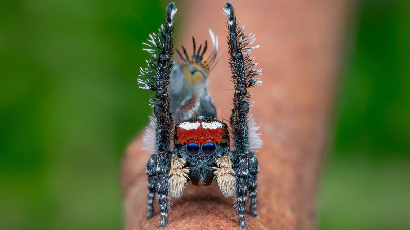 Peacock Spider 20